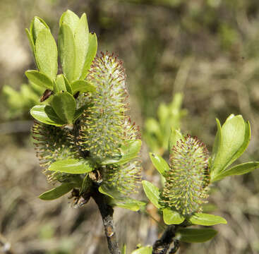 Image of Barclay's willow