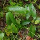 Dioscorea cordata (L.) Raz resmi