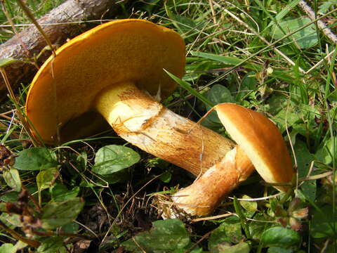 Image of Suillus grevillei (Klotzsch) Singer 1945