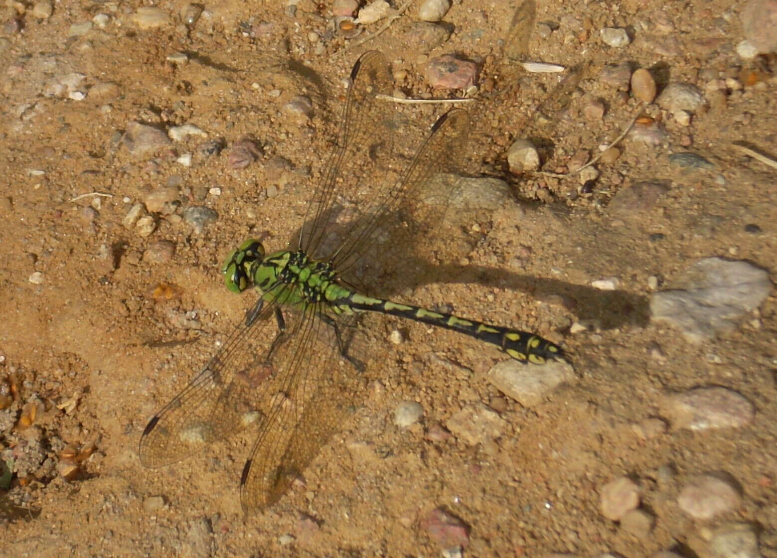 Image of Green Gomphid