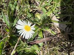 Image of Brachyscome decipiens Hook. fil.