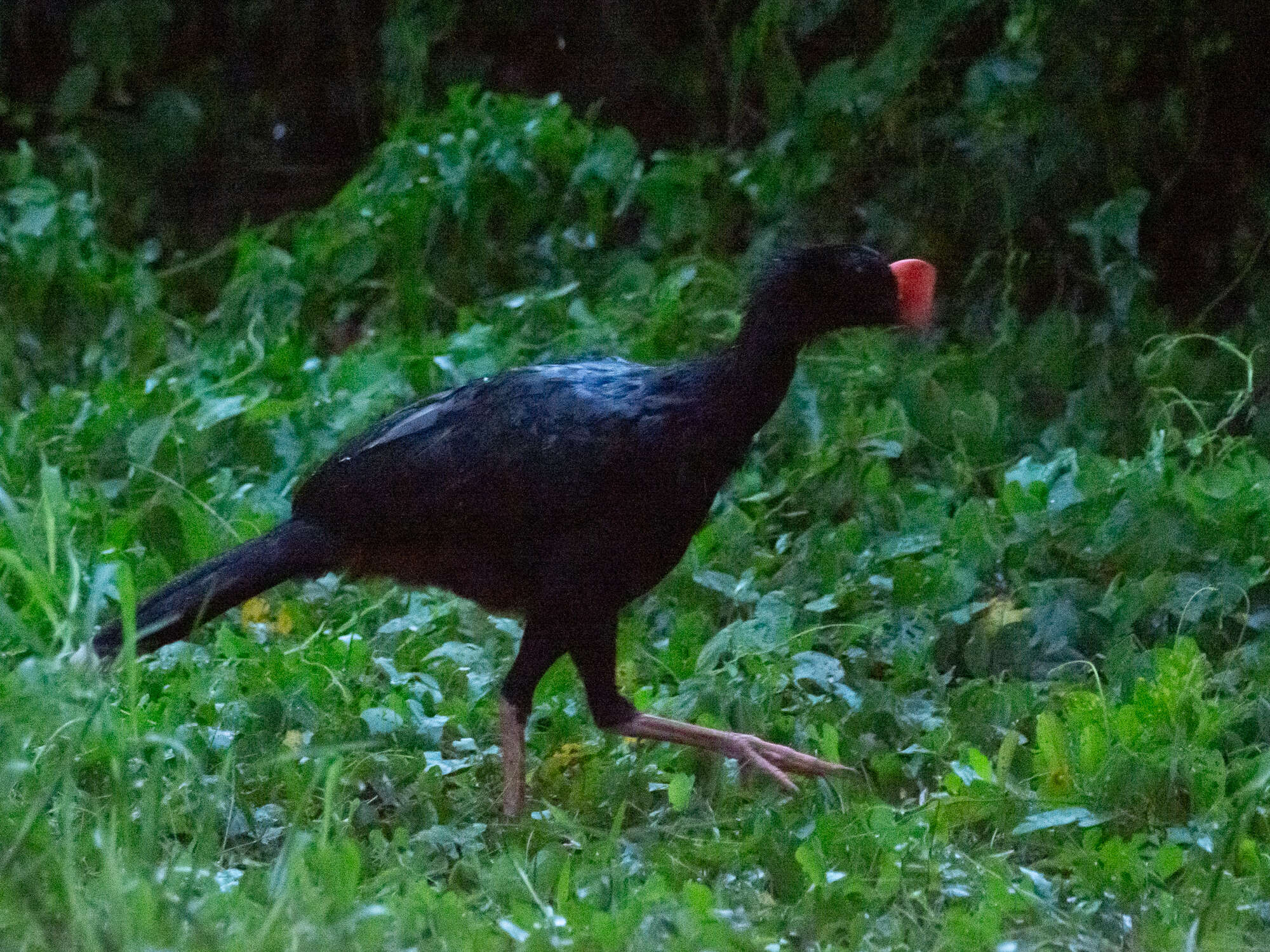 Image of Razor-billed Curassow