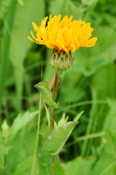 Image of Hypochaeris ciliata (Thunb.) Makino