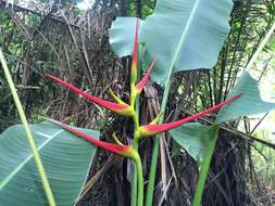 صورة Heliconia latispatha Benth.