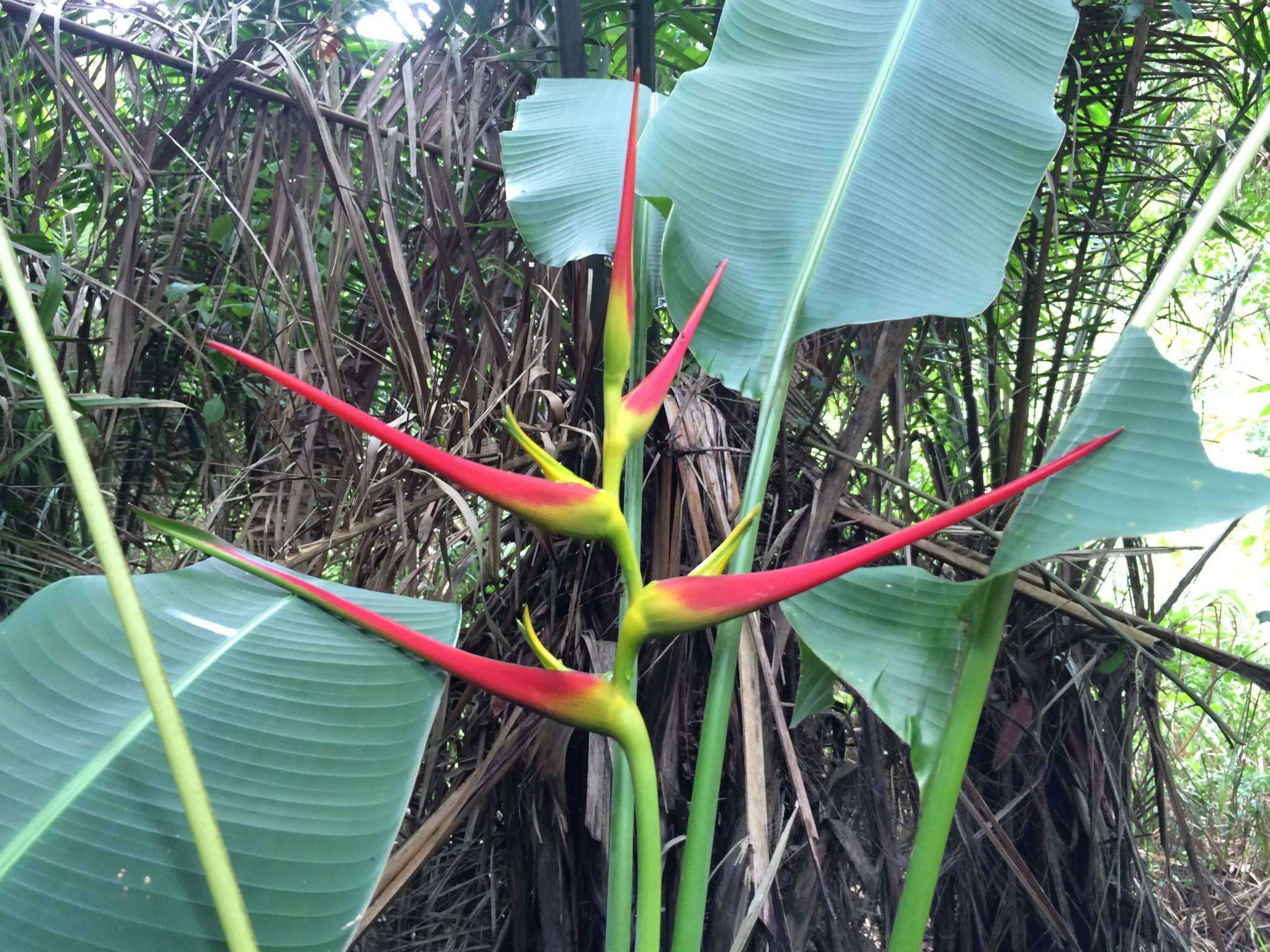 Plancia ëd Heliconia latispatha Benth.