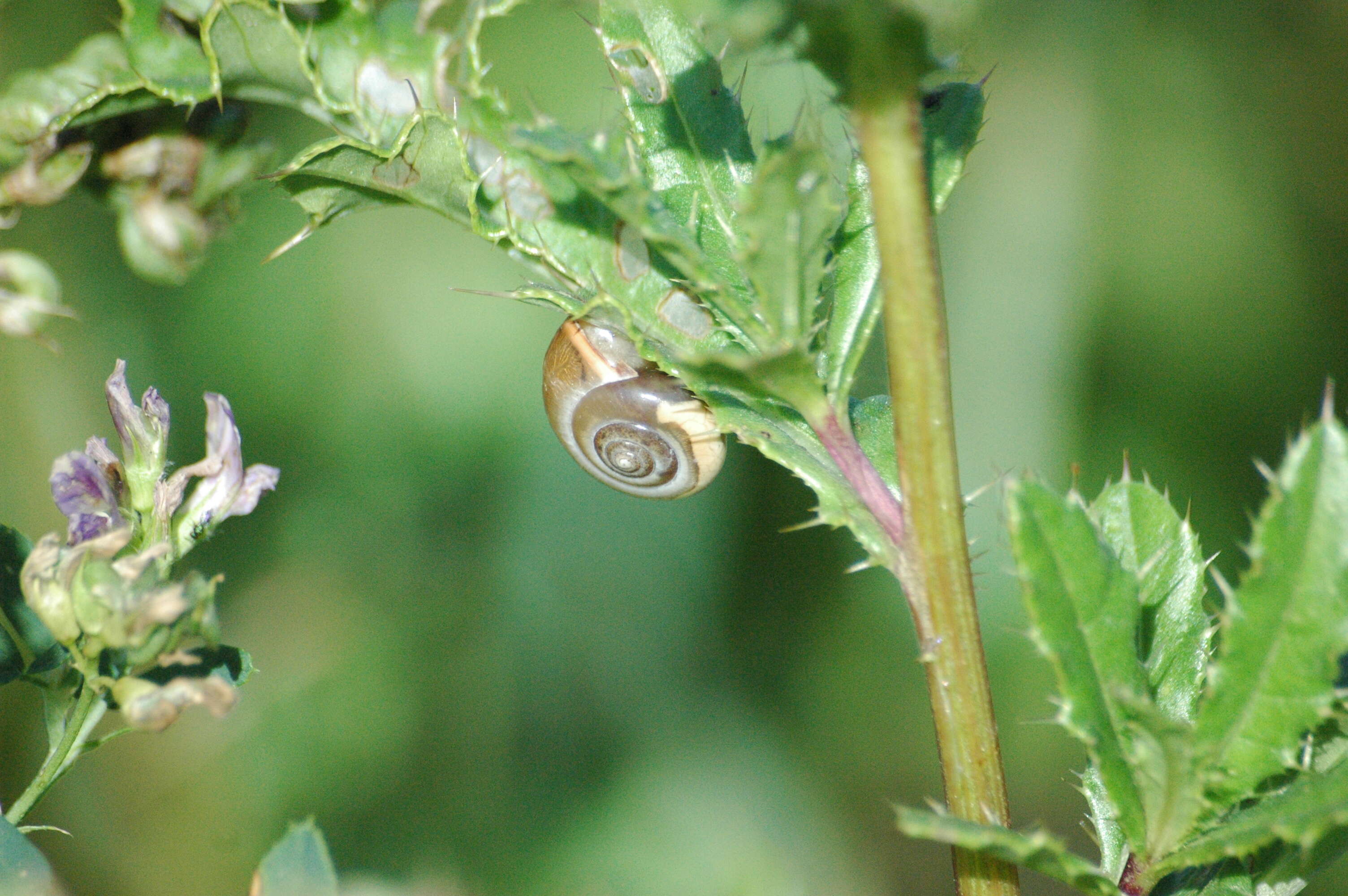 Image of Carthusian snail