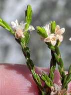 Image of Lachnaea laniflora (C. H. Wright) P. Bond