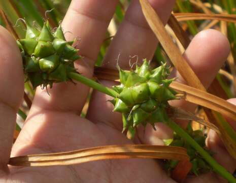 Image of Branched Bur-reed