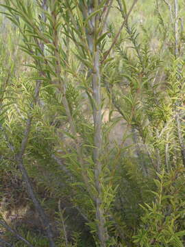 Image of Freylinia densiflora Benth.