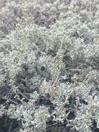 Image of timberline sagebrush