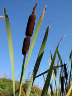 Image of cattail family