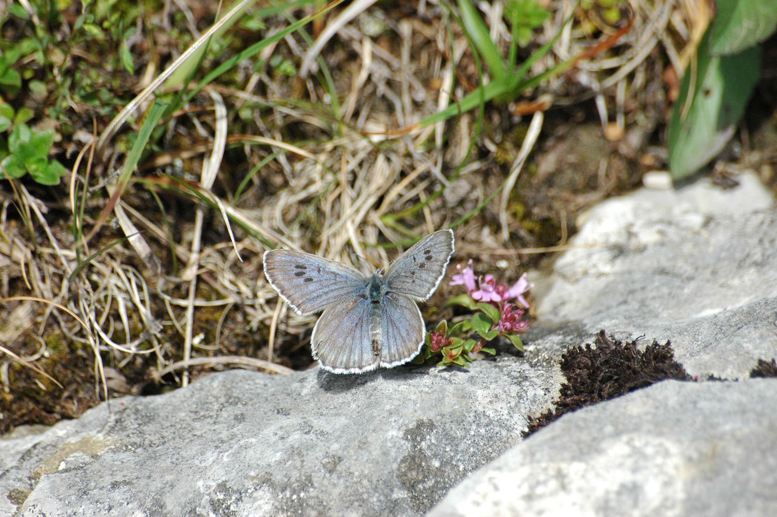 Image of Phengaris arion