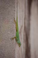 Image of Leopard Anole