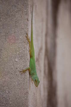 Image of Leopard Anole