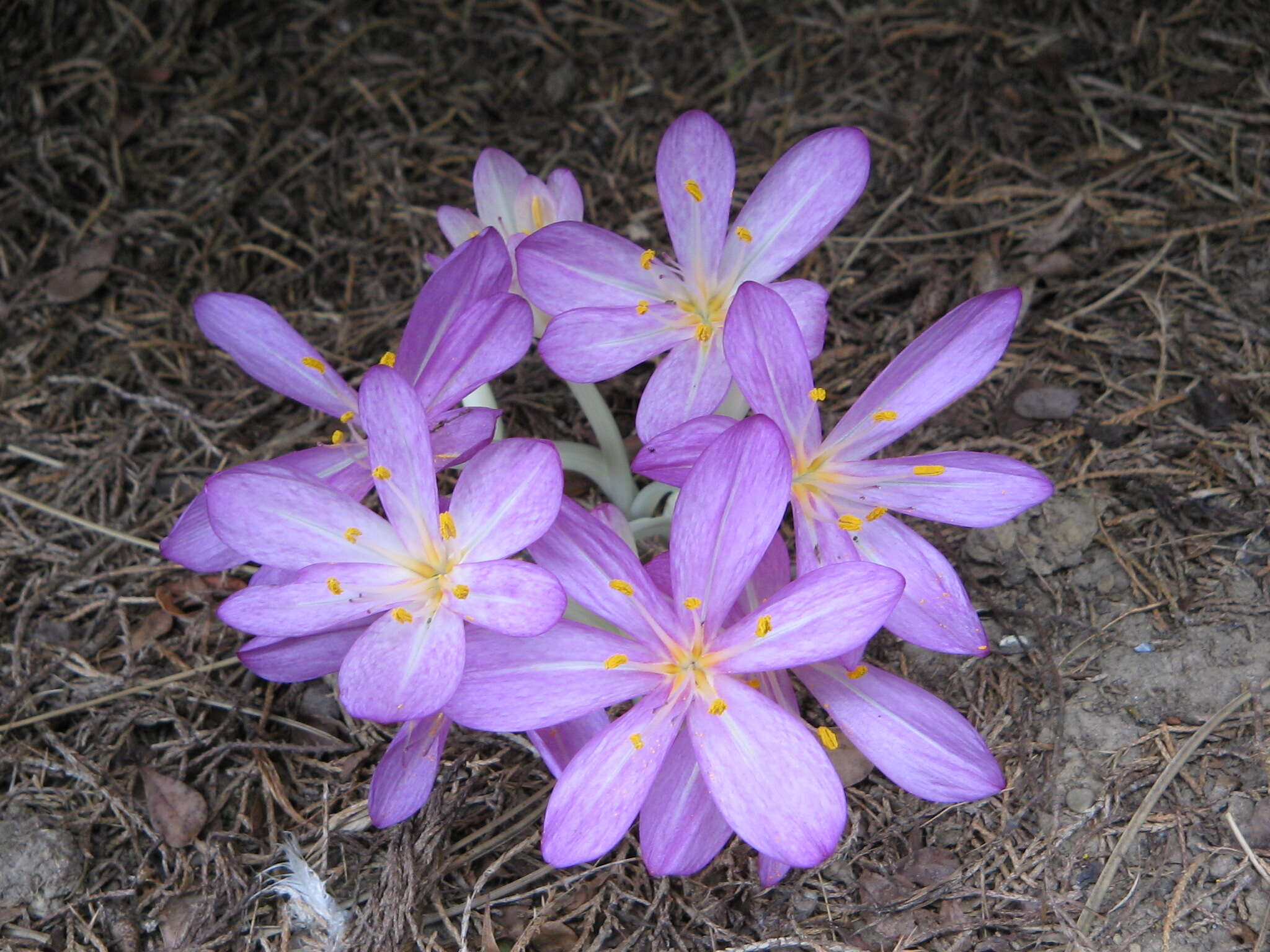 Imagem de Colchicum cilicicum (Boiss.) Dammer