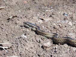 Philodryas chamissonis (Wiegmann 1835) resmi