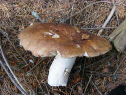 Image of Shrimp Mushroom