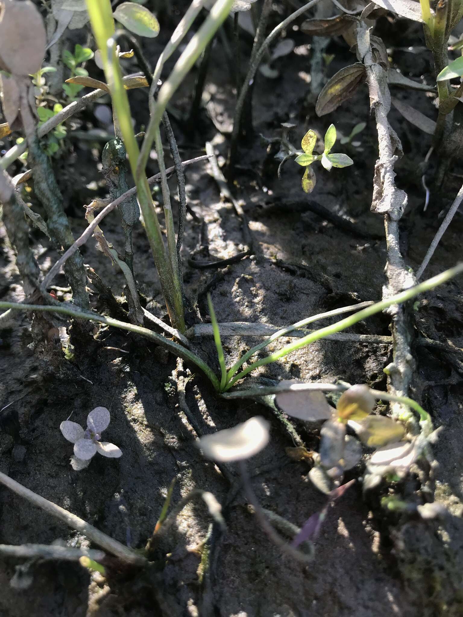 Image of Appalachian quillwort