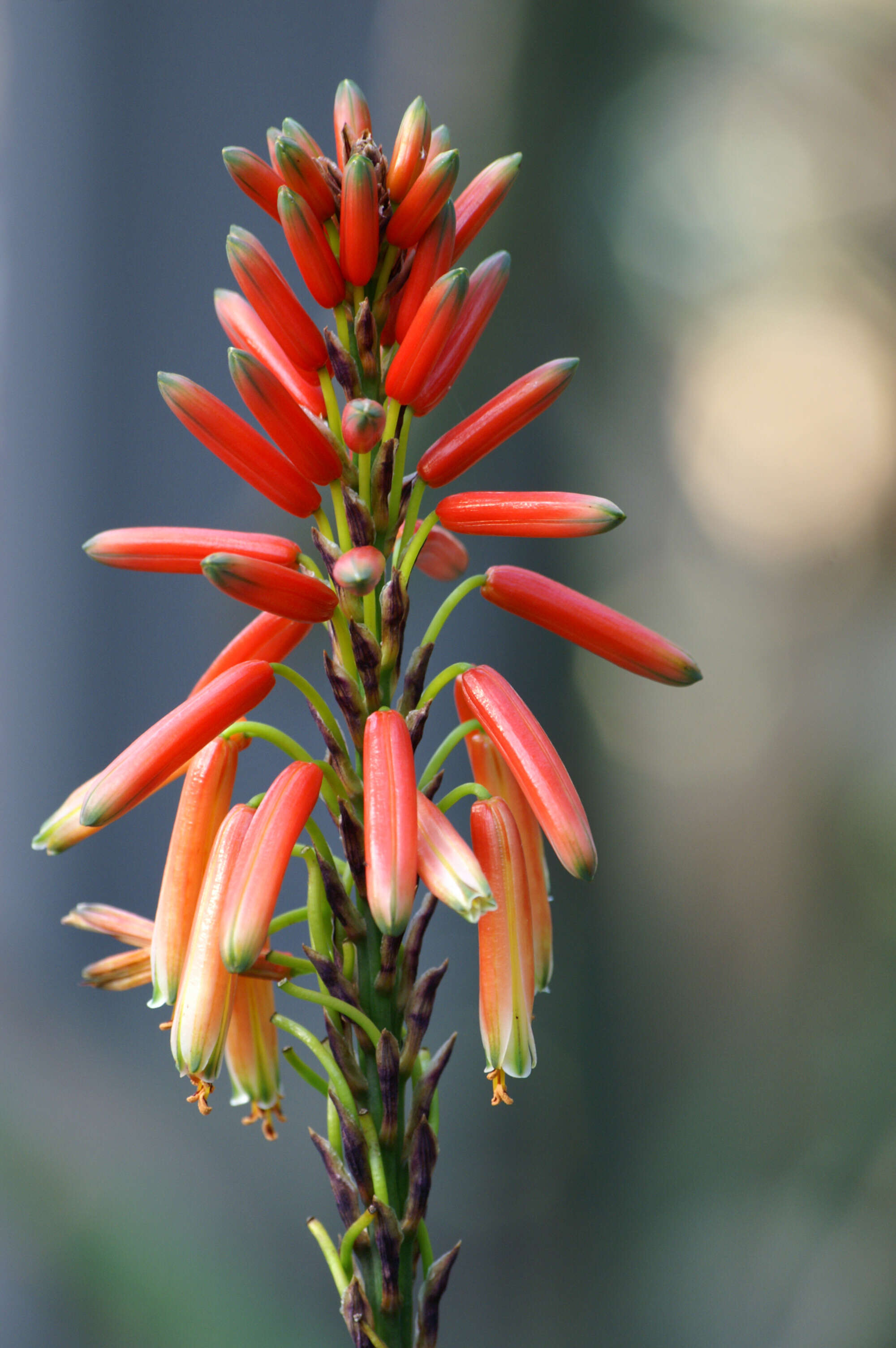 صورة Aloe succotrina Weston