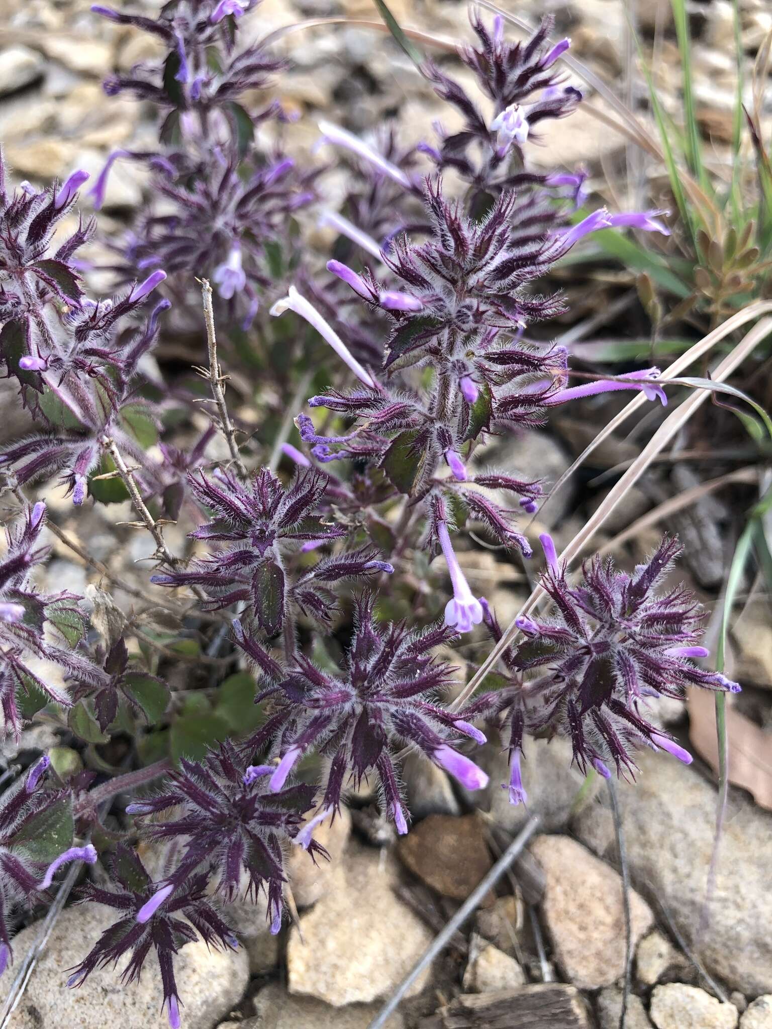 Plancia ëd Hedeoma costata var. pulchella (Greene) R. S. Irving