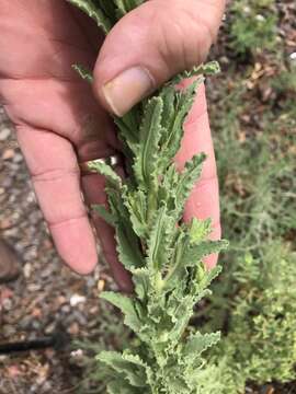 صورة Laennecia coulteri (A. Gray) G. L. Nesom