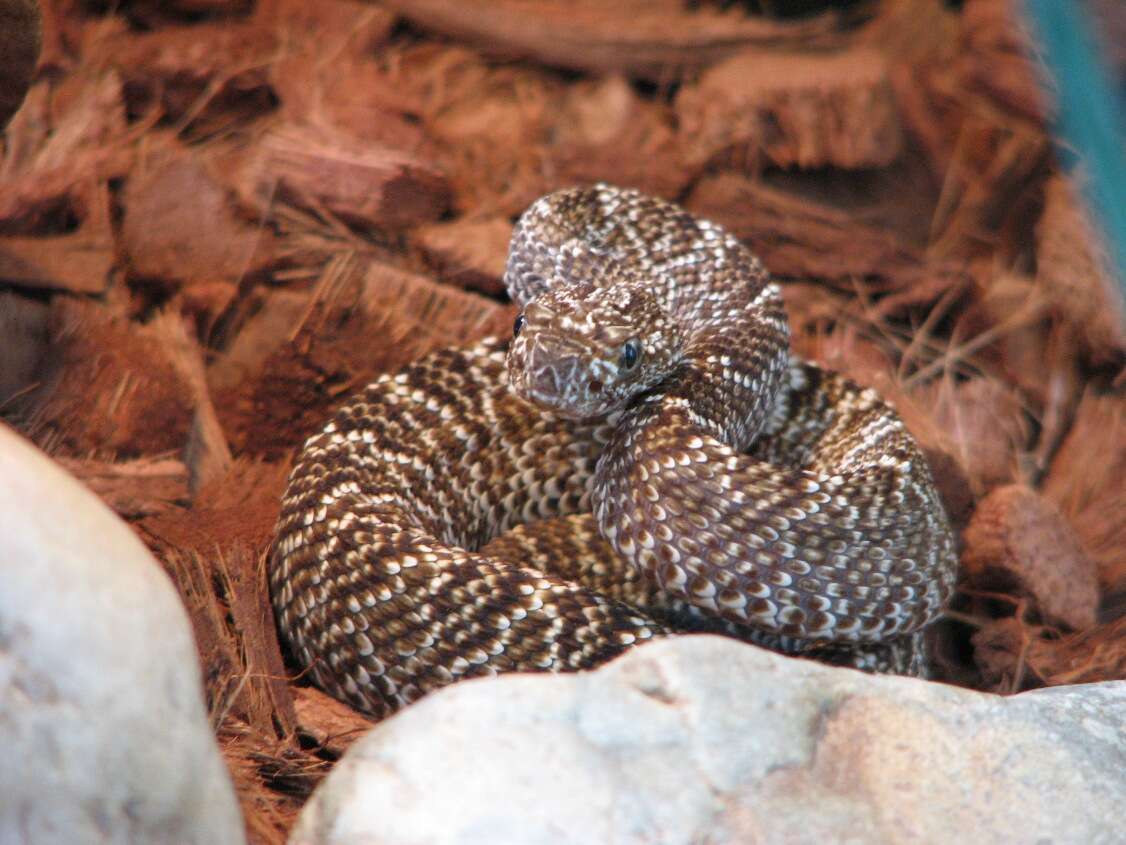 Image of Uracoan rattlesnake