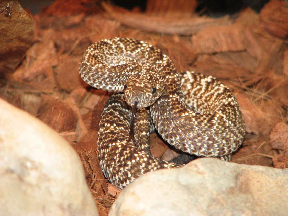 Image of Uracoan rattlesnake