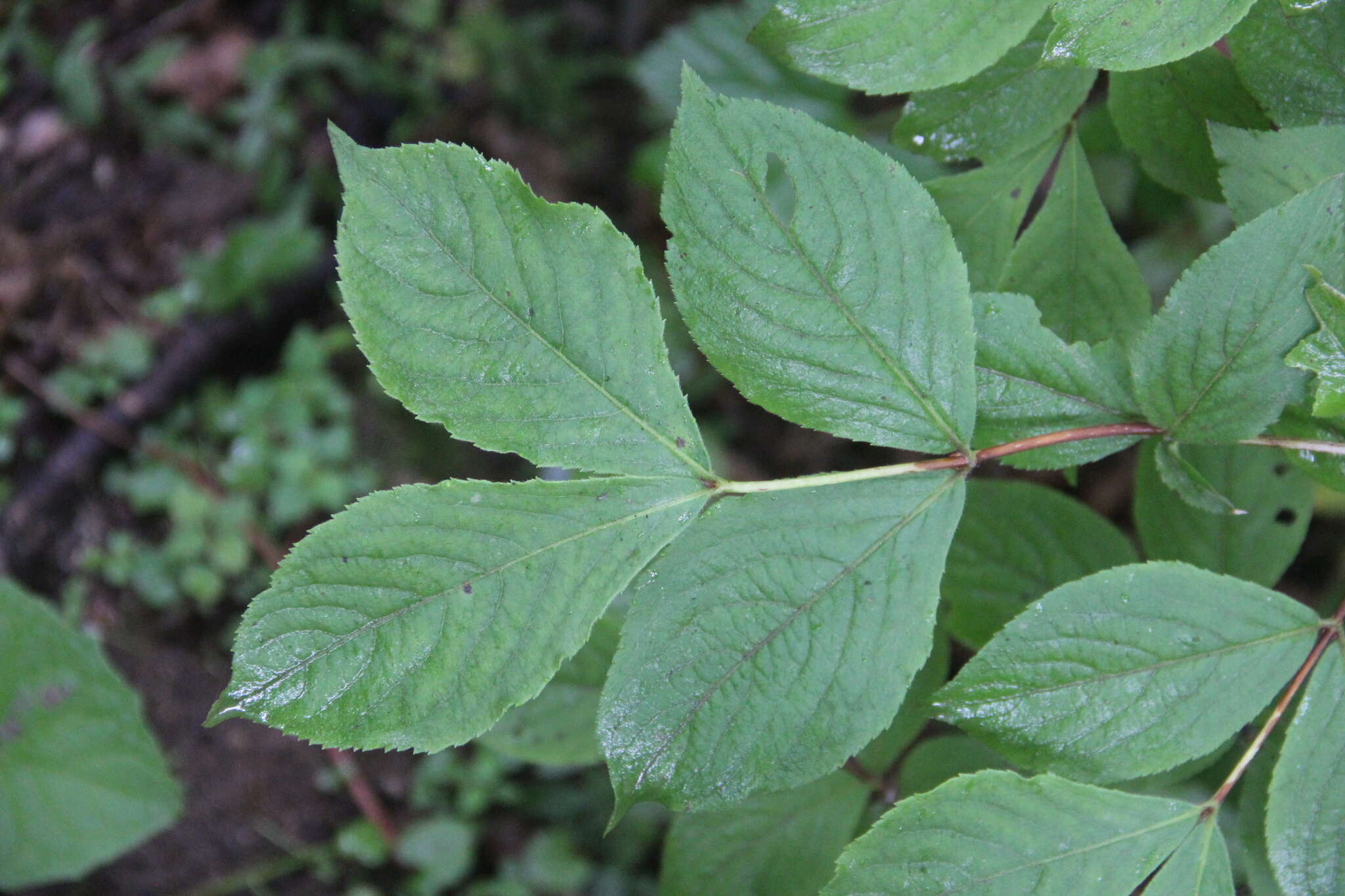 Image of Weigela praecox (Lemoine) L. H. Bailey