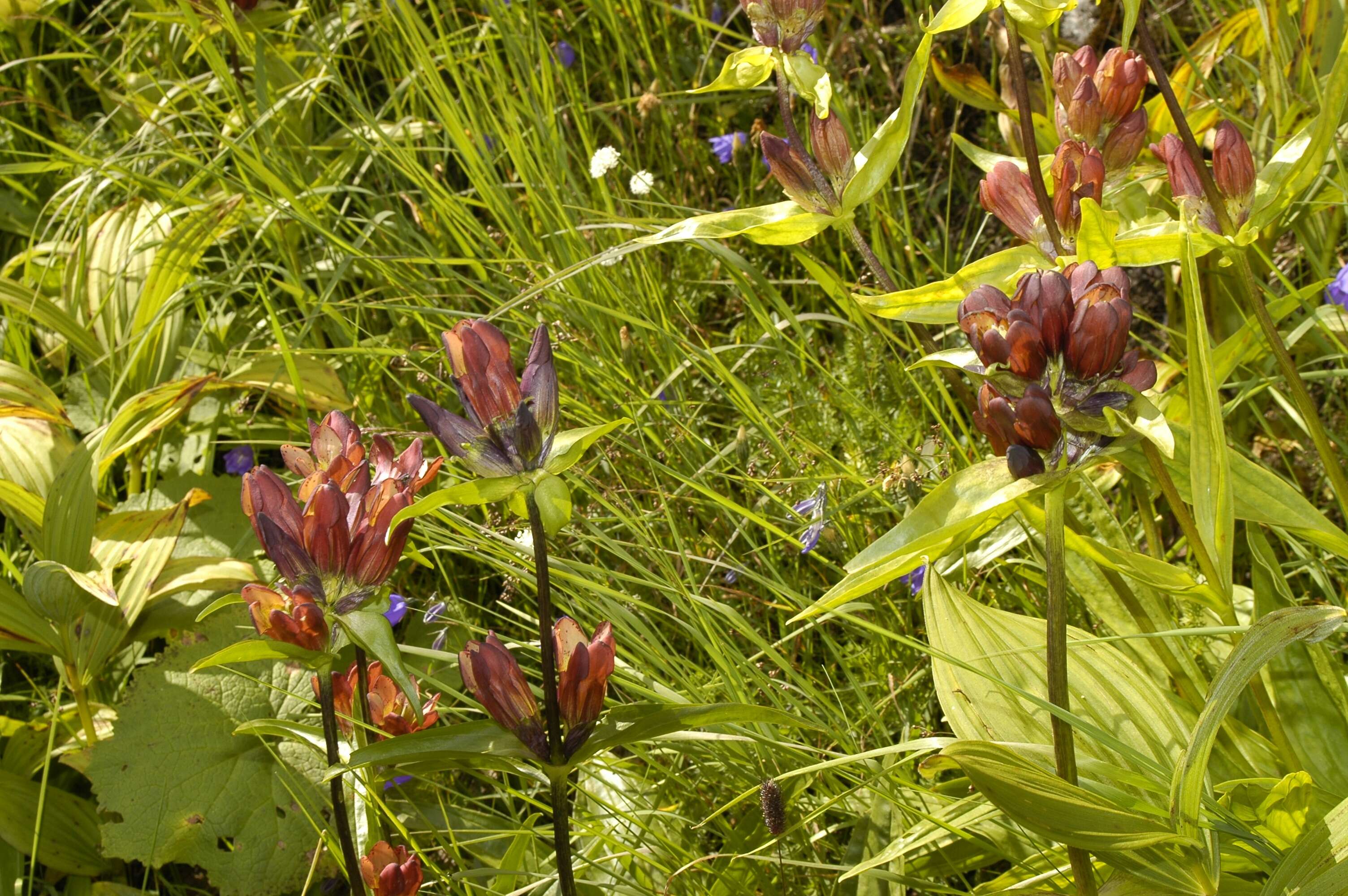 Image of Gentiana purpurea L.