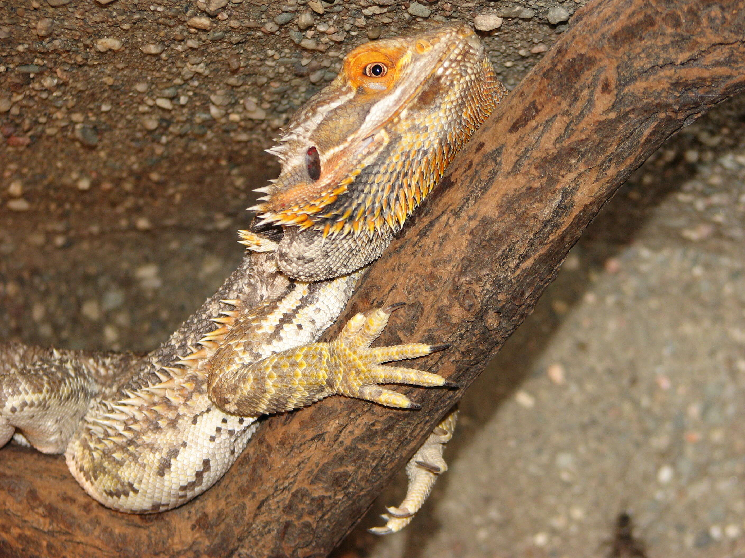 Plancia ëd Pogona vitticeps (Ahl 1926)