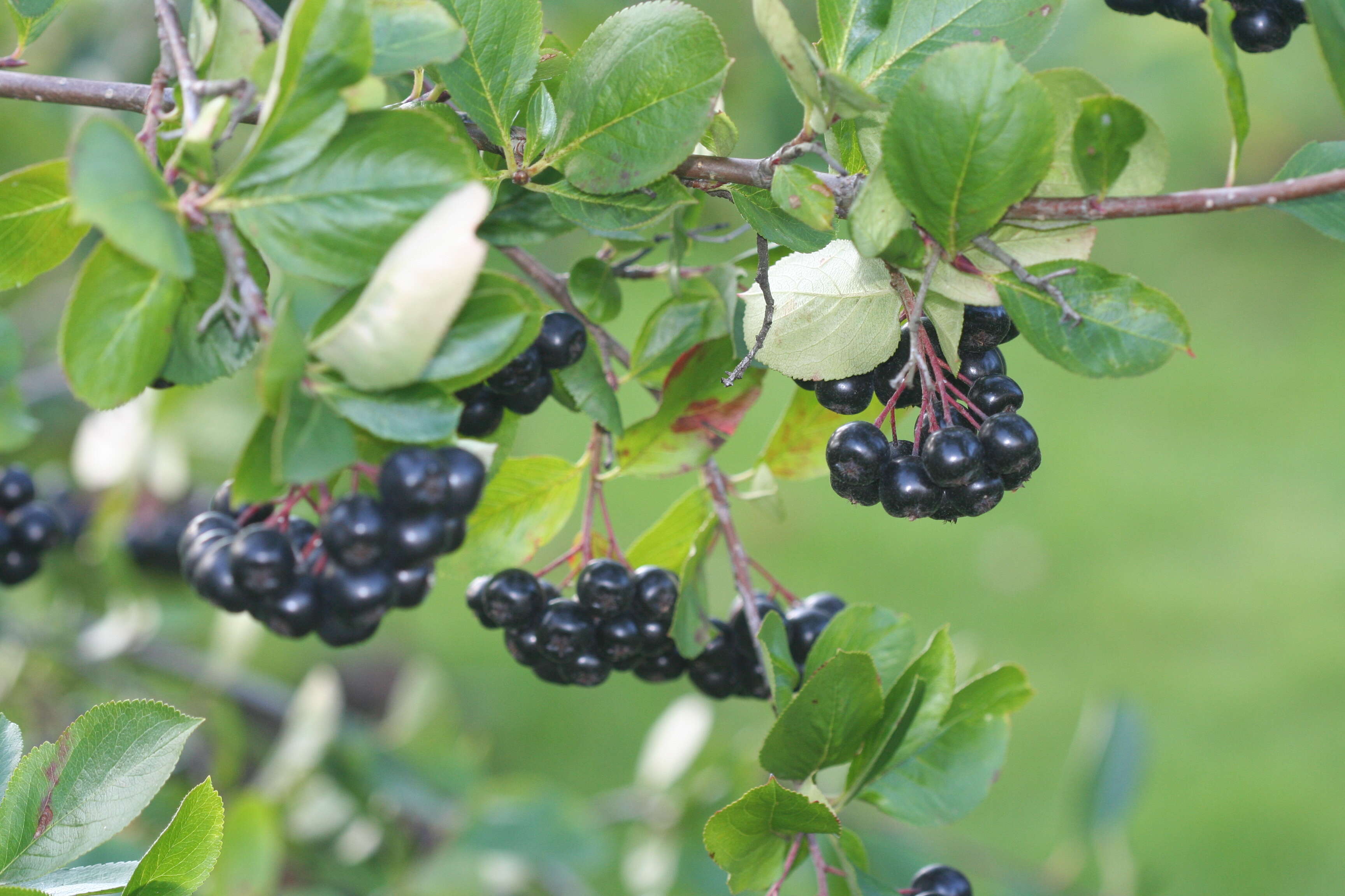 Plancia ëd Aronia mitschurinii