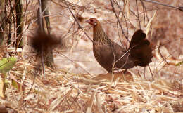 Image of Red Junglefowl