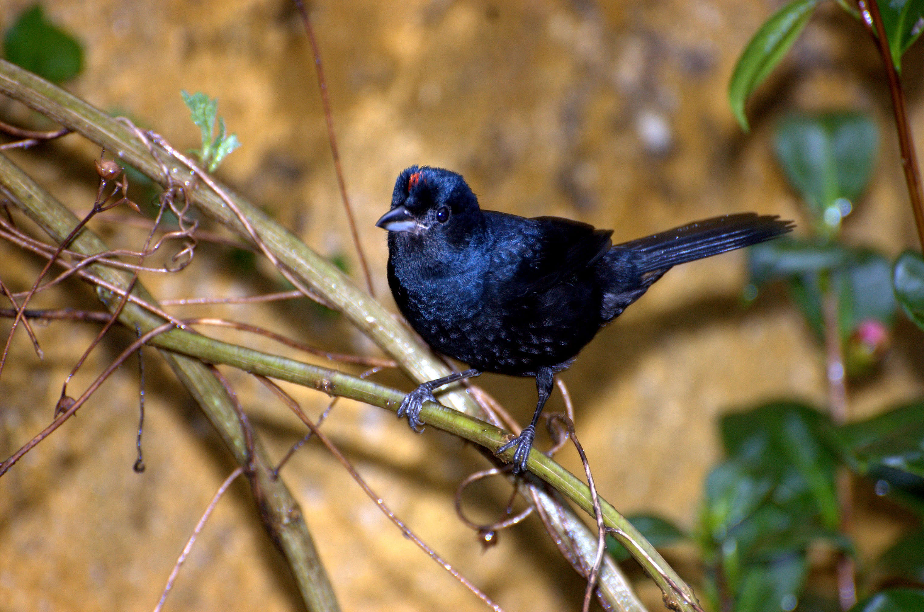 Image of Ruby-crowned Tanager