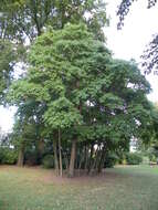 Image of Mitten tree