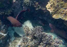 Image of Filament-finned Parrotfish