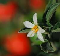 Image of Jerusalem Cherry