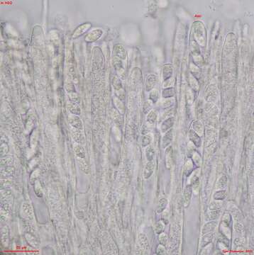 Plancia ëd Pyrenopeziza personata (P. Karst.) Boud. 1907