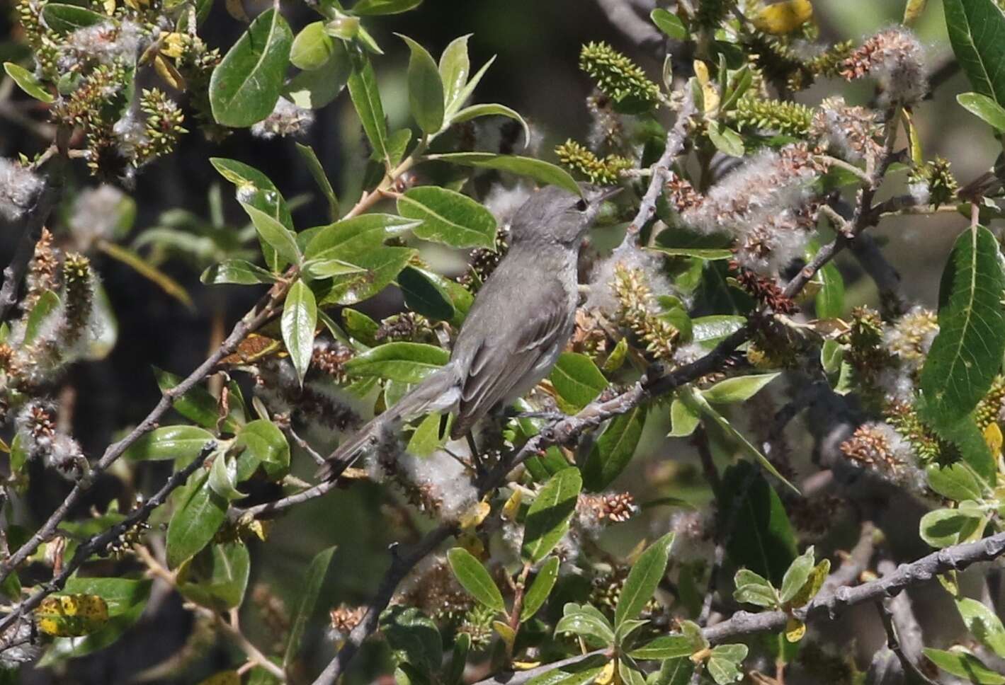 Image of Least Bell's vireo