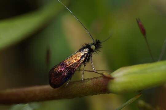 Image of Nemophora minimella Zeller 1853