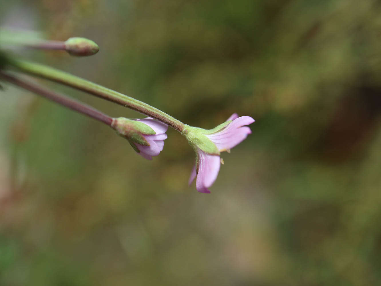 Image of Epilobium collinum C. C. Gmel.