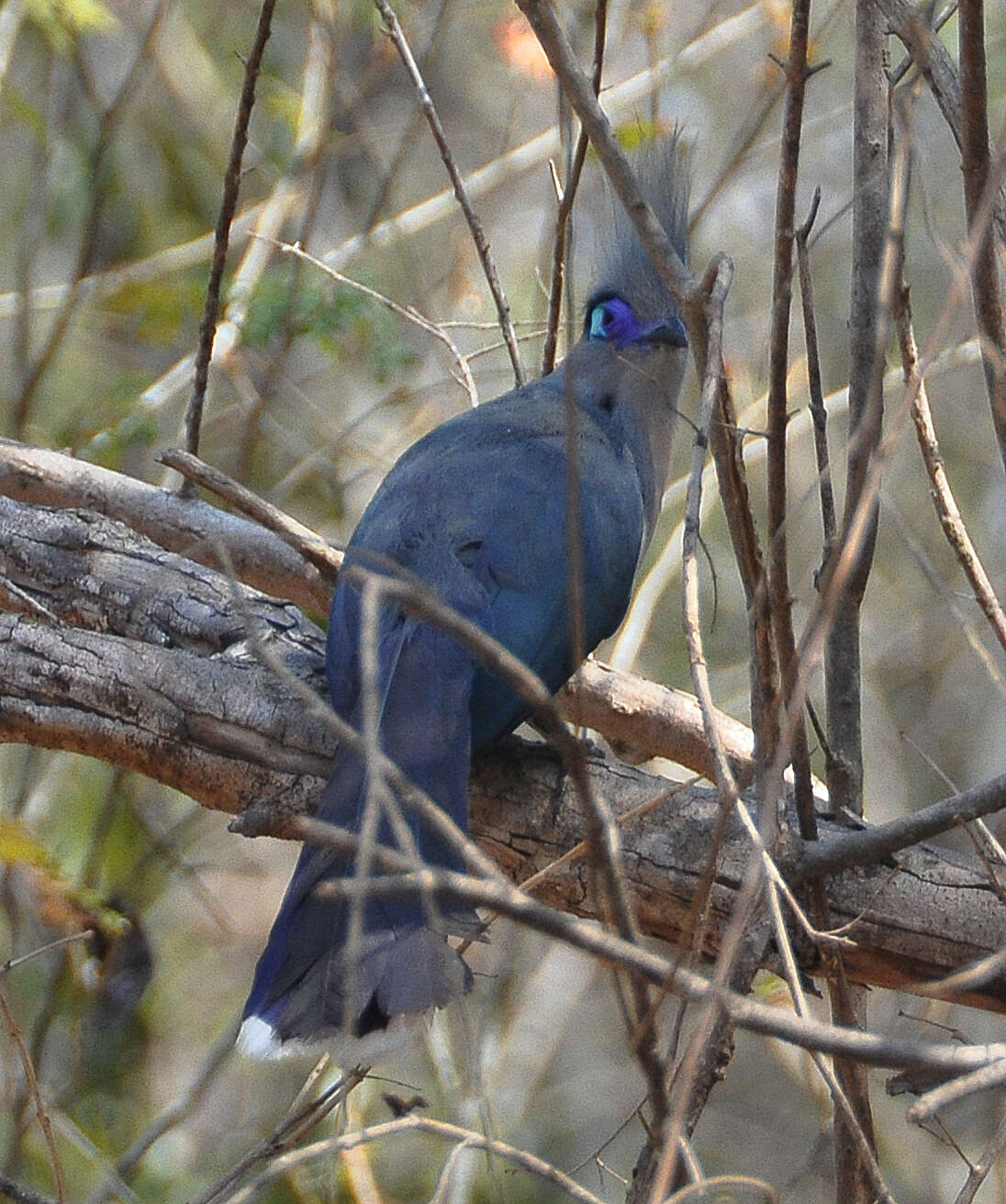 Image of Crested Coua