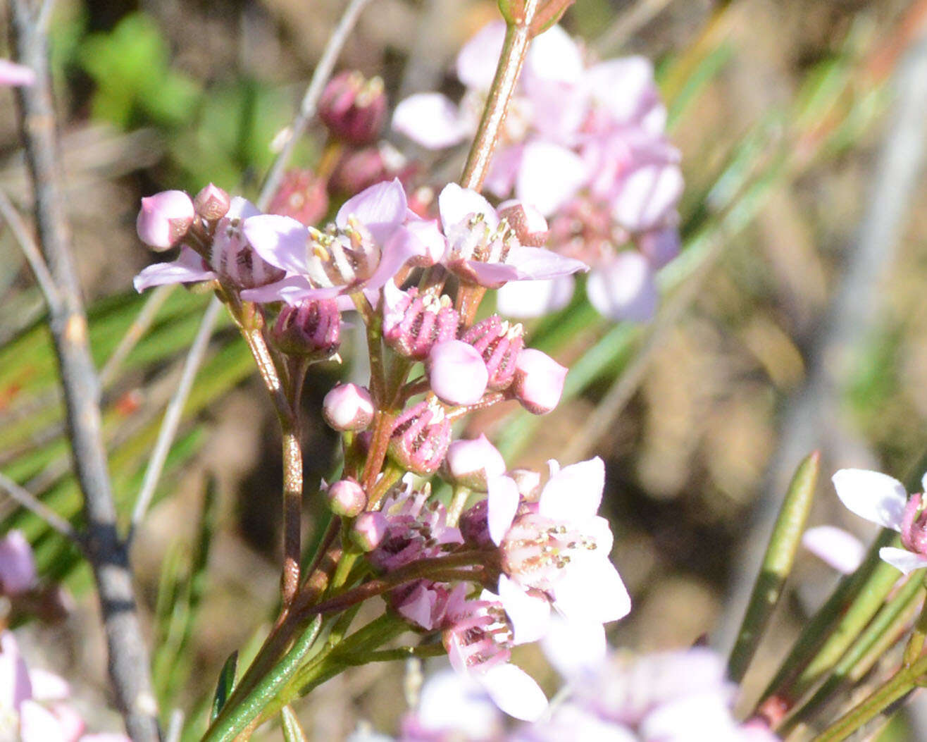 Image of Granite Boronia