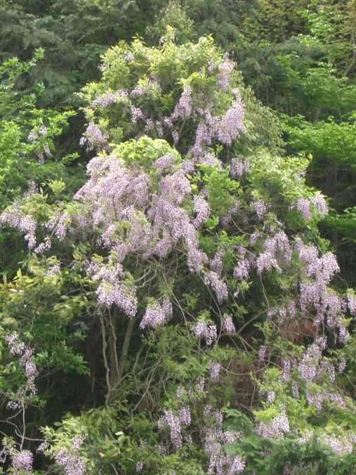 Wisteria brachybotrys Siebold & Zucc.的圖片