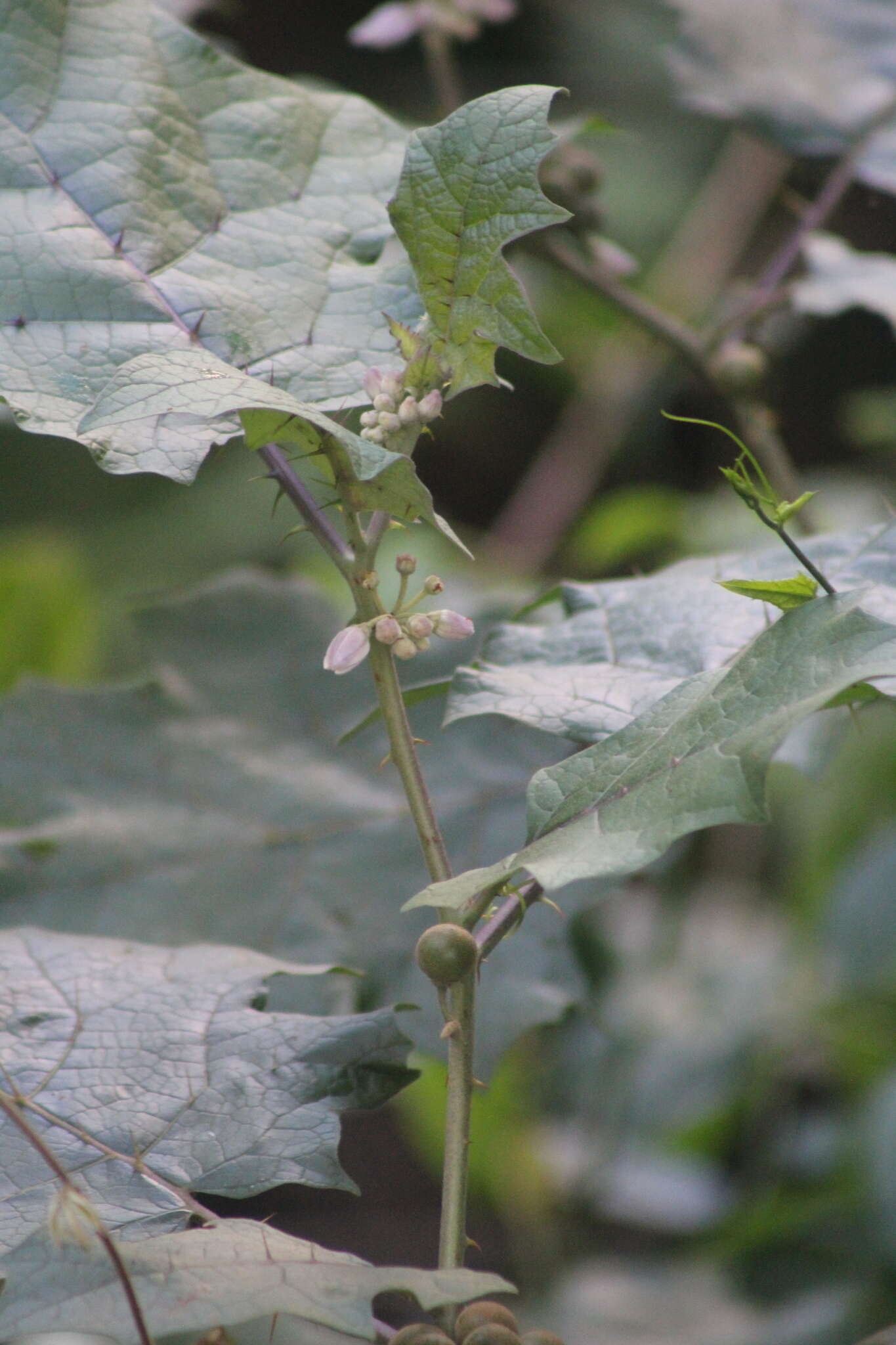 Image de Solanum stramonifolium Jacq.