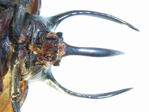 Image of Atlas beetle