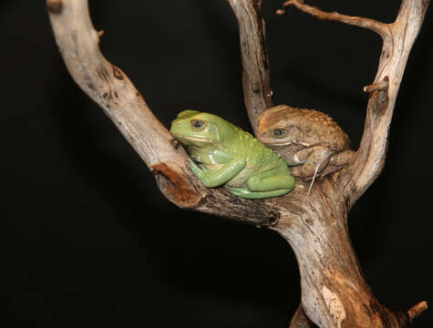 Image of painted-belly leaf frog