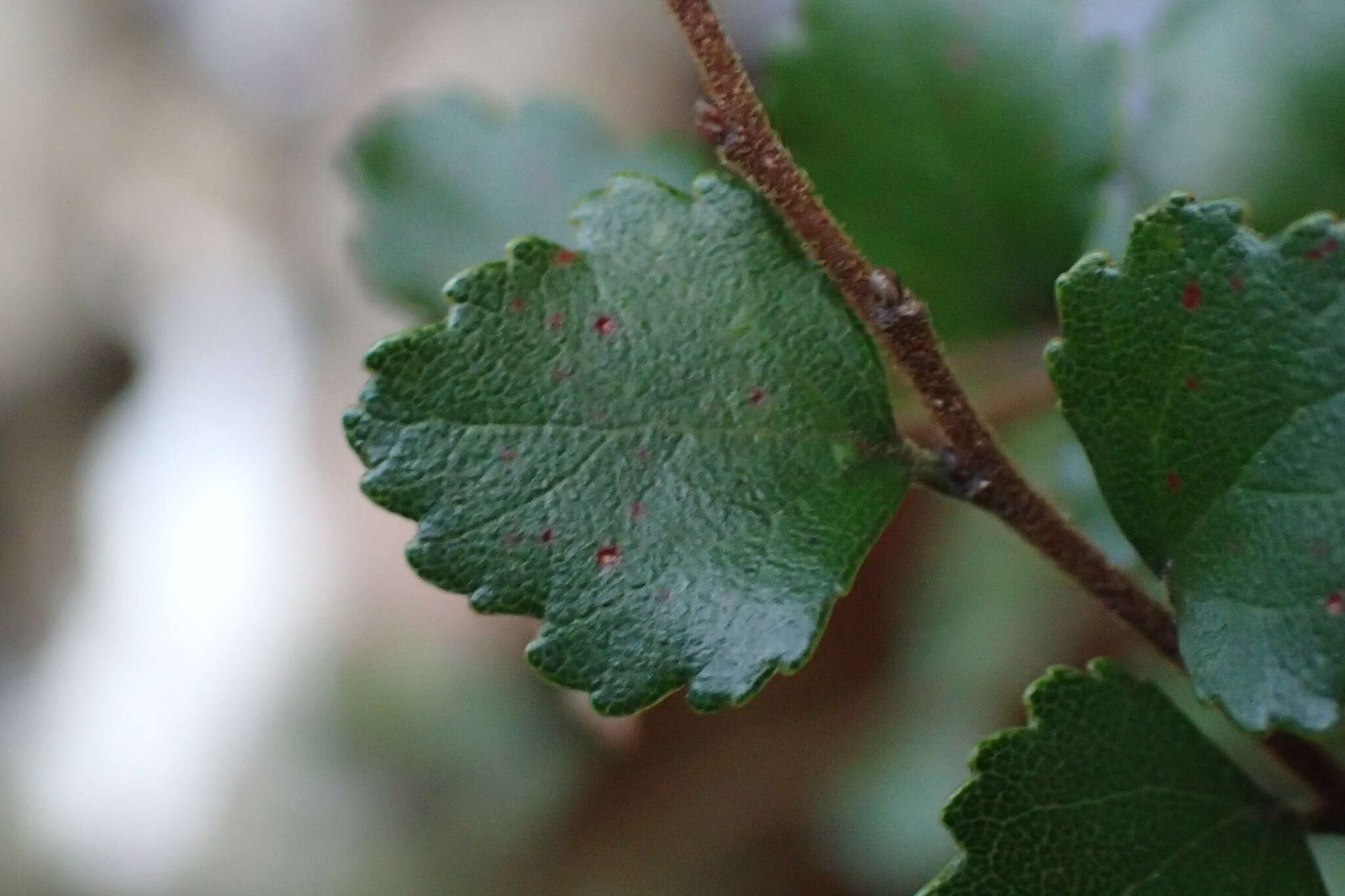 Imagem de Nothofagus menziesii (Hook. fil.) Oerst.