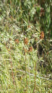 Image of American licorice