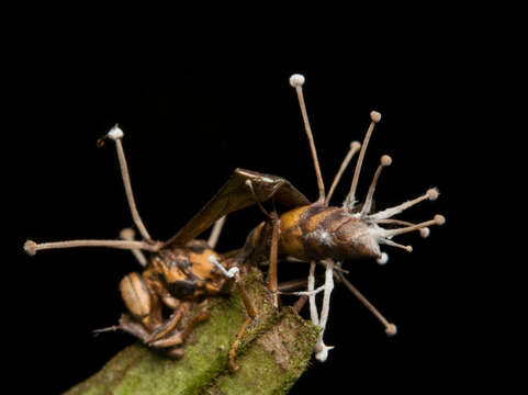 Image of Ophiocordyceps humbertii (C. P. Robin) G. H. Sung, J. M. Sung, Hywel-Jones & Spatafora 2007