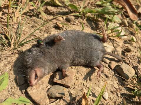 Image of American short-tailed shrew